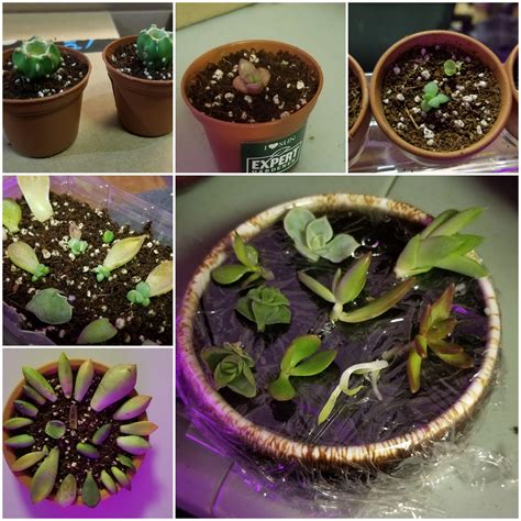 Prop babies and newbies getting new homes : r/proplifting