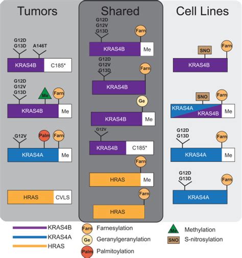 Mapping The KRAS Proteoform Landscape In Colorectal Cancer Identifies