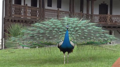 Peacock Dance Peacocks Opening Feathers In Starosel Bulgaria Youtube