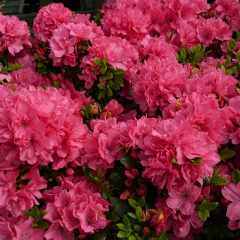 Azalea Anne Frank Dwarf Japanese Scotplants Direct Uk