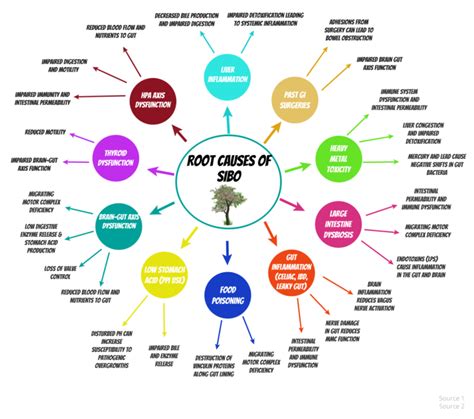 Causes of SIBO – Naturopath Solutions