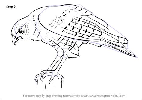 Learn How To Draw A Hawk Bird Of Prey Step By Step Drawing Tutorials