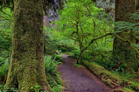 🔥 [50+] Hoh Rainforest Wallpapers | WallpaperSafari