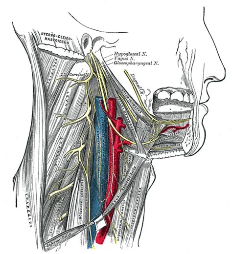 The Accessory Nerve - Human Anatomy