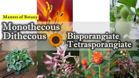 Anther Monothecous Dithecous Bisporangiate And Tetrasporangiate