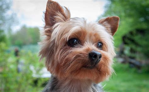 Corgi Yorkie mix characteristics, appearance and pictures