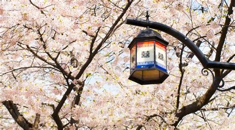 Cherry Blossom in Seoul - Klook India