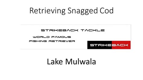 Retrieving Snagged Murray Cod Lake Mulwala Surface Fishing Youtube