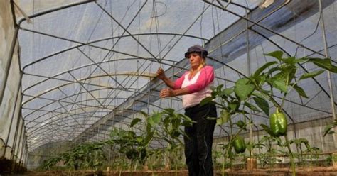 Apoya Fao A Cuba En Producci N De Alimentos Tras Ian Prensa Latina