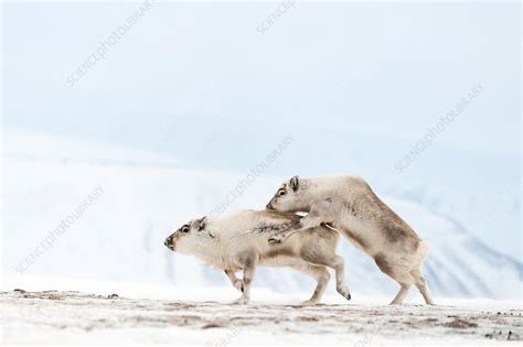 Svalbard reindeer mating - Stock Image - C038/2900 - Science Photo Library