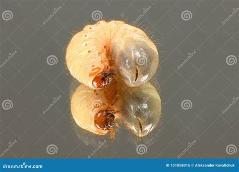 Larva of a may beetle stock photo. Image of macro, pest - 151858016