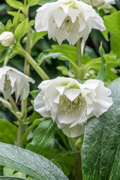 Lenten Rose Helleborus X Hybridus Double White Strain Pure White