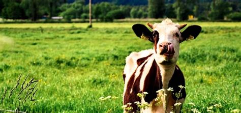 Cow Sounds | Free Sound Effects | Animal Sounds