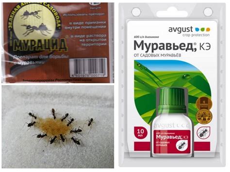 Как избавиться от муравьев на грядке с огурцами