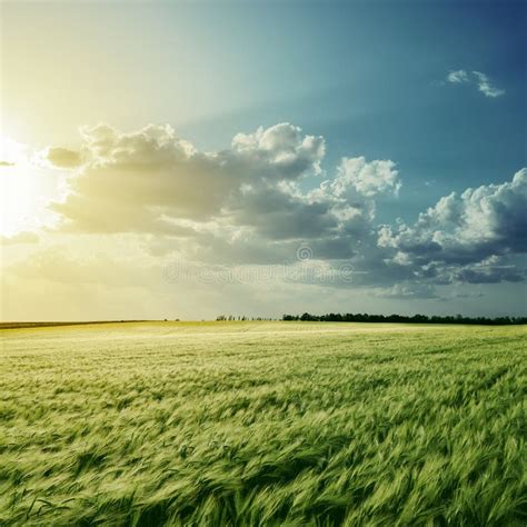 110,854 Harvest Field Sunset Stock Photos - Free & Royalty-Free Stock ...