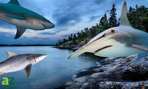 Do Sharks Live in the Great Lakes? - A-Z Animals