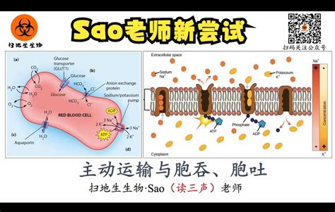 高中生物新教材必修一 42 主动运输与胞吞、胞吐 哔哩哔哩