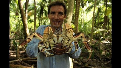 British Indian Ocean Territory – coconut crabs - YouTube