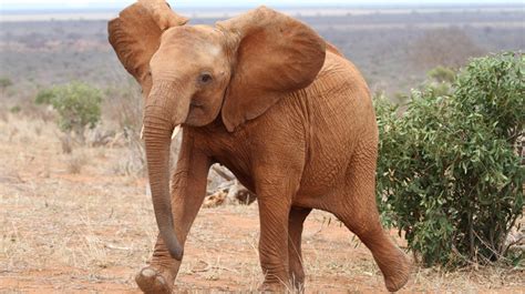 Rettet Elefanten Afrikas e V Für Kinder Wissenswertes Rettet