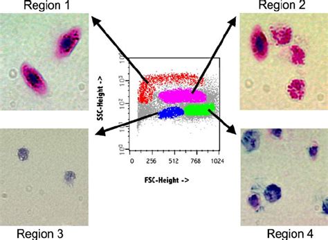 Data From Flow Cytometry Showing That Spleen Cells Can Be Separated