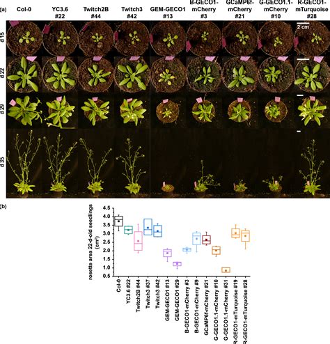 Multiparameter Imaging Of Calcium And Abscisic Acid And Highresolution