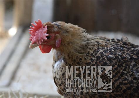 Types Of Chicken Combs Meyer Hatchery Blog