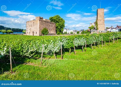 Rudesheim am Rhein Vineyards, Germany Stock Image - Image of scenic ...