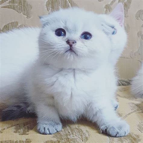 Scottish Fold Dişi Yavru Zoe