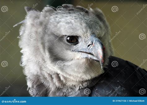 Harpy Eagle Stock Photo Image Of Intensity Angry Feathers 31967156