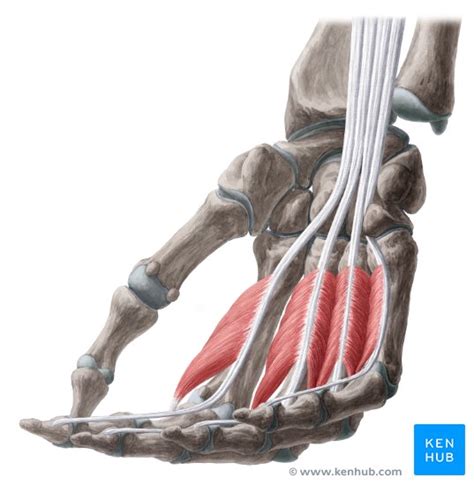 Lumbrical muscles of the hand: Anatomy and pathology | Kenhub