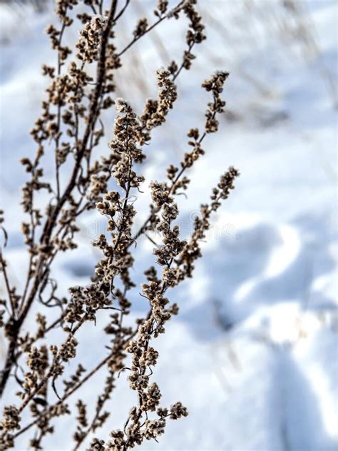 Weeds In The Snow In Frosty Winter Stock Image Image Of Meadow