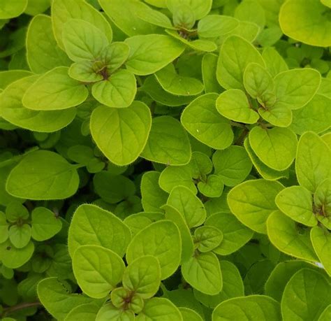 Herb Oregano Golden Farmyard Nurseries