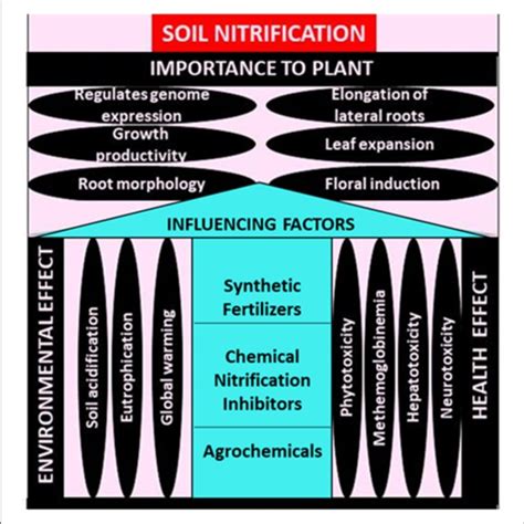 | Effect of influencing soil nitrification process negatively ...