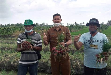 Memasuki Kemarau Panjang Distan Kabupaten Serang Pastikan Stok Pangan