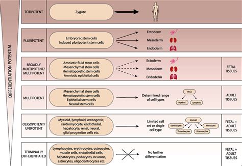 From totipotent to terminally differentiated cells. Classification of ... 
