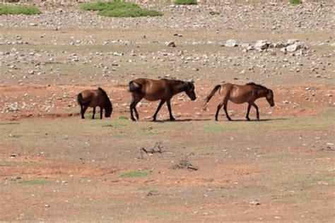 Skyros Pony: A Deep Dive into This Unique Breed - Horse Wildlife