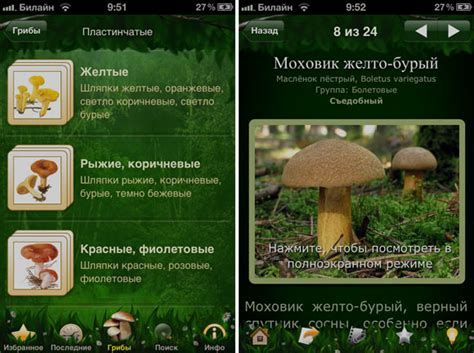 Наши Грибы. Грибная энциклопедия