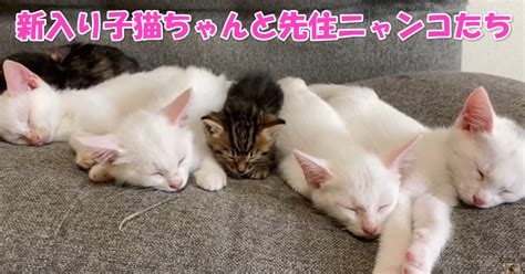 仲間入り 新入り子猫ちゃんと先住子猫ちゃんたちの初対面 ｜ ニャンコ大好き倶楽部 〜猫ちゃんは天使です〜