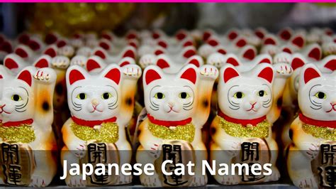 250+ Japanese Cat Names For The Cat You Love- Catological