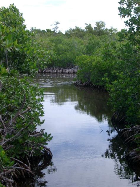 Free Stock photo of Traveling through the mangrove swamps in Mexico | Photoeverywhere