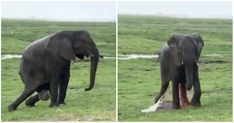 Video of elephant giving birth in Kenya reserve goes viral