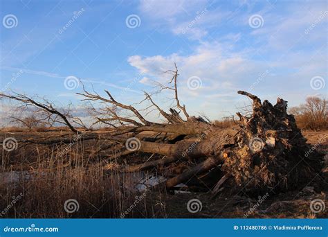 Landscape - after Storm - Big Tree Uprooted by a Big Storm Stock Photo ...