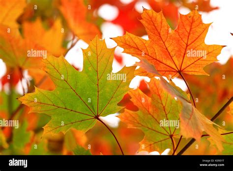 maple leaves  fall stock photo alamy