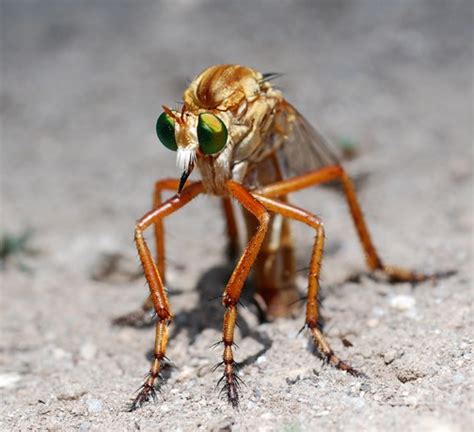 Robber Flies - Bandelier National Monument (U.S. National Park Service)