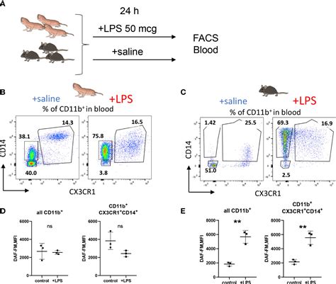 Frontiers Macrophages From Naked Mole Rat Possess Distinct