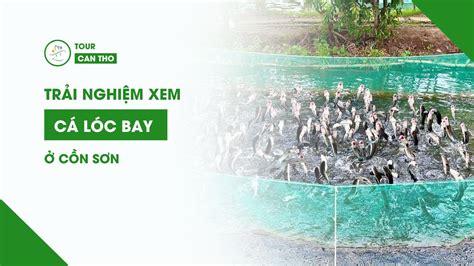 Trải nghiệm xem “Cá lóc bay Cồn Sơn” có 102 ở Miền Tây