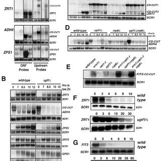 Model Of Biogenesis Action And Degradation Of Cd Cuts The Model