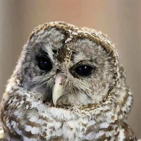 Barred Owl - Facts, Diet, Habitat & Pictures on Animalia.bio