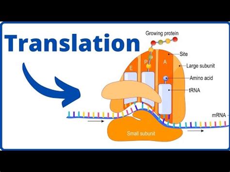 Translation Initiation Elongation Termination Prokaryotes Eukaryotes