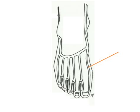 Subcutaneous Nerves And Veins Flashcards Quizlet